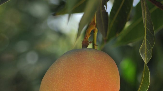 מנגו. צילום: יהודה וינברג